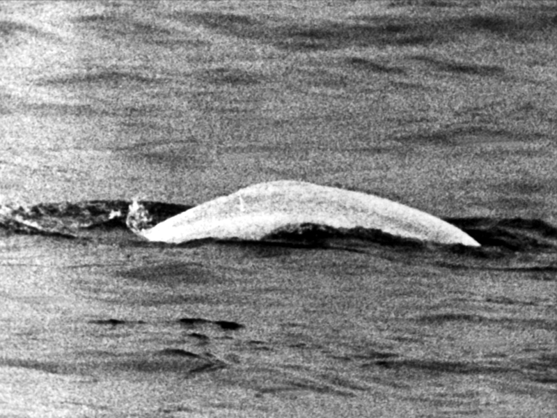 Weißer Wal im trüben Rhein: Fast einen Monat lang war Moby Dick 1966 zwischen Duisburg und Rheinland-Pfalz unterwegs. - Foto: picture alliance / dpa