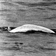 Weißer Wal im trüben Rhein: Fast einen Monat lang war Moby Dick 1966 zwischen Duisburg und Rheinland-Pfalz unterwegs. - Foto: picture alliance / dpa