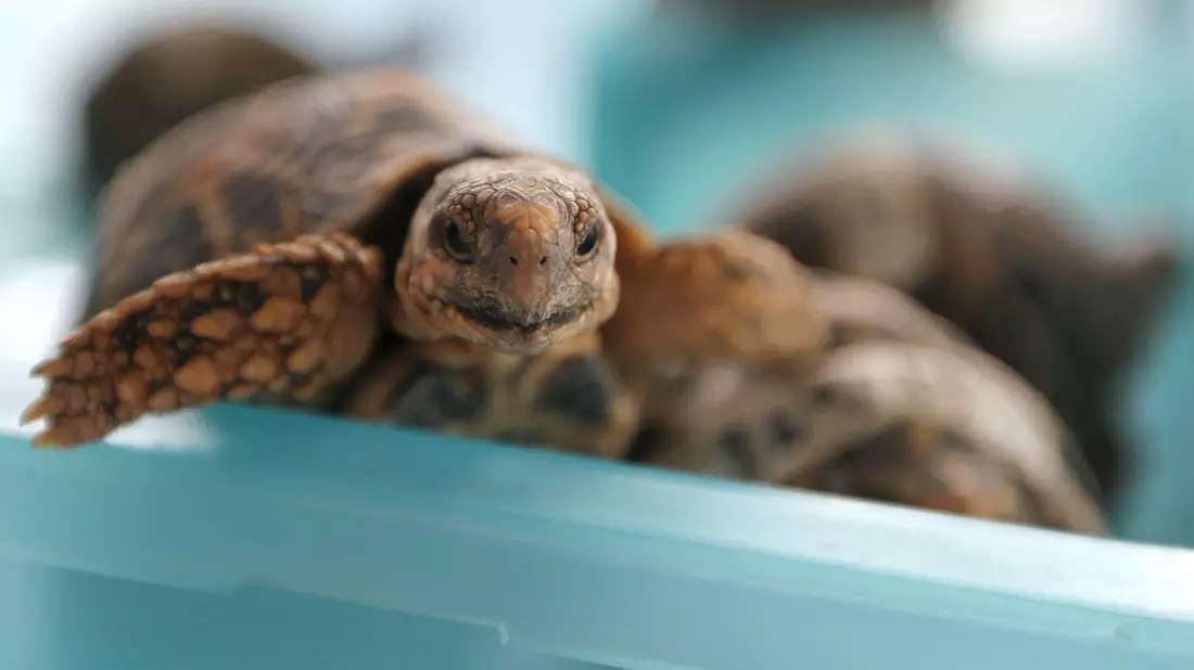 Indische Sternschildkröten sind in Asien wegen ihrer auffälligen Panzerzeichnung sehr beliebt. (Archivbild) - Bild: picture alliance / dpa