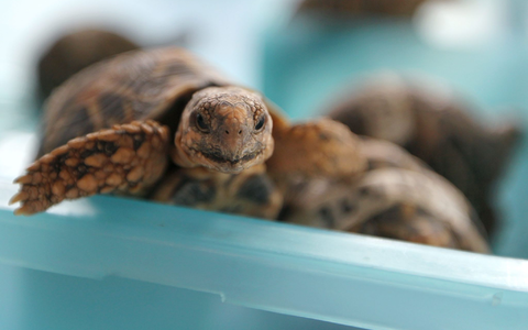 Indische Sternschildkröten sind in Asien wegen ihrer auffälligen Panzerzeichnung sehr beliebt. (Archivbild) - Foto: picture alliance / dpa
