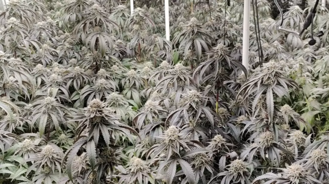POL-H: Durchsuchungen: Polizei entdeckt in Garbsen Indoorplantage mit hunderten Cannabis-Pflanzen und beschlagnahmt größere Geldsumme in Wohnung in Laatzen - Bild: presseportal.de