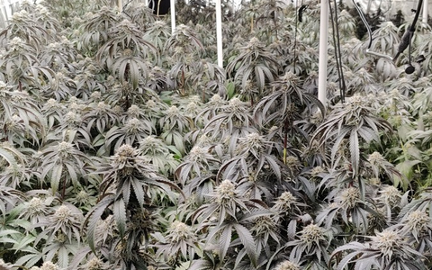 POL-H: Durchsuchungen: Polizei entdeckt in Garbsen Indoorplantage mit hunderten Cannabis-Pflanzen und beschlagnahmt größere Geldsumme in Wohnung in Laatzen - Foto: presseportal.de