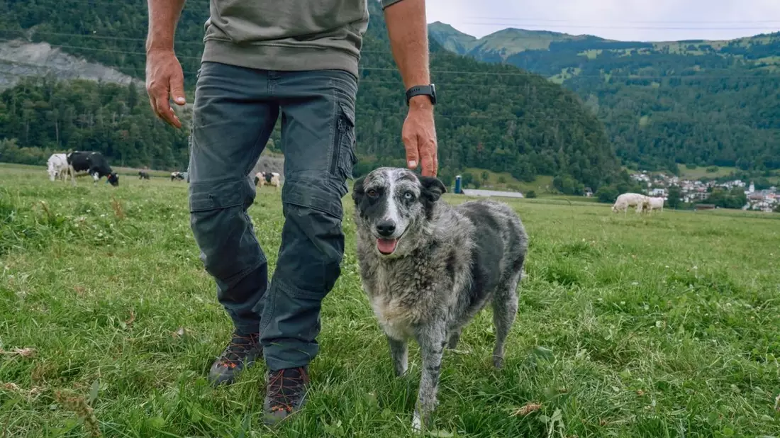 KI-gestützte Lösung von Boehringer Ingelheim und Eko Health Inc. wird Herzgeräusche bei Hunden früher erkennbar machen - Bild: presseportal.de