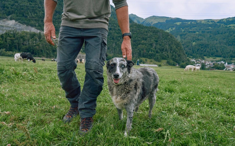KI-gestützte Lösung von Boehringer Ingelheim und Eko Health Inc. wird Herzgeräusche bei Hunden früher erkennbar machen - Foto: presseportal.de