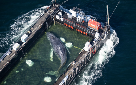 In einer Art stählernem Aquarium wird der Poeler Buckelwal Richtung Nordsee geschleppt. - Foto: Philip Dulian/dpa