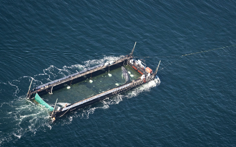 Der Buckelwal war Anfang März erstmals in der Ostsee gesehen worden. - Foto: Philip Dulian/dpa