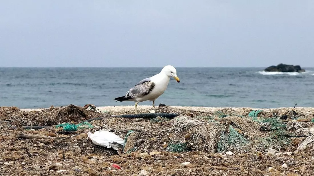 Möwe auf einem Müllhaufen am Meer - Bild: via dts Nachrichtenagentur