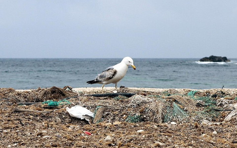 Möwe auf einem Müllhaufen am Meer - Foto: via dts Nachrichtenagentur