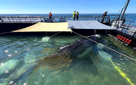 Bald soll der Buckelwal vom Kahn schwimmen.  - Foto: Jens Schwarck/Rettungsinitiative/dpa