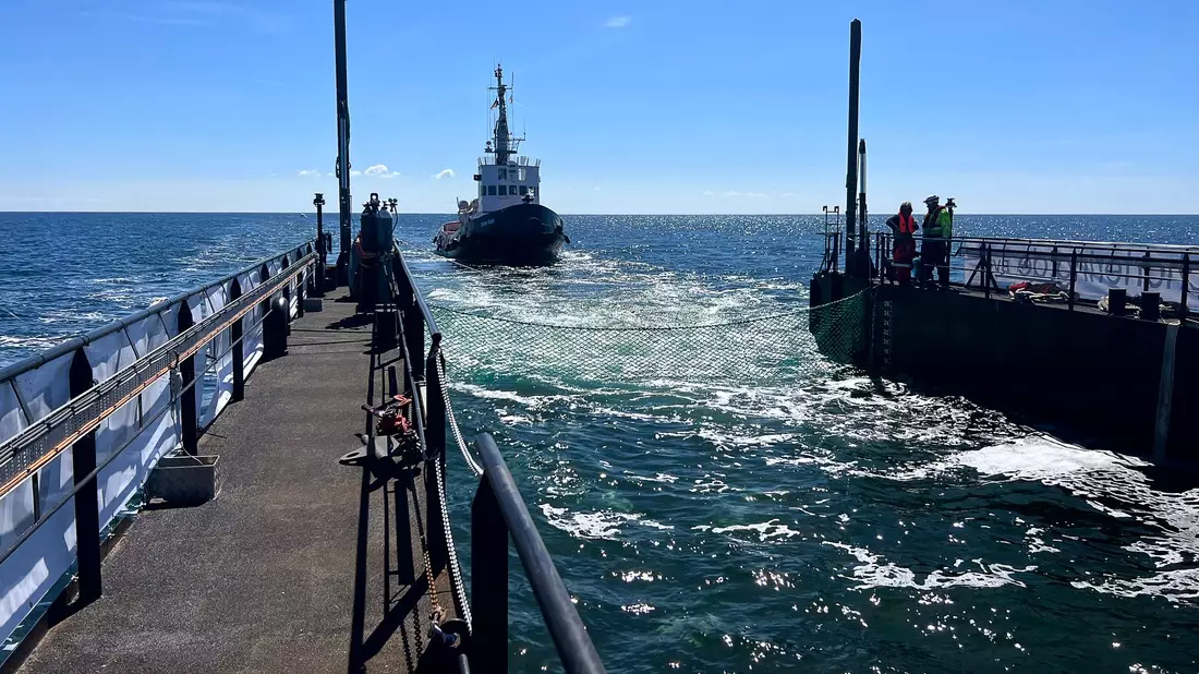 Dieses von der Rettungsinitiative zur Verfügung gestellte Foto zeigt den Schlepper hinter einem gefluteten Lastschiff mit dem Buckelwal in der Ostsee.  - Bild: Jens Schwarck/Rettungsinitiative/dpa