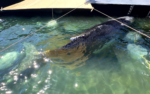 «Pudelwohl» fühle der Wal sich in der Barge, verlautbarte Backhaus. - Foto: Jens Schwarck/Rettungsinitiative/dpa
