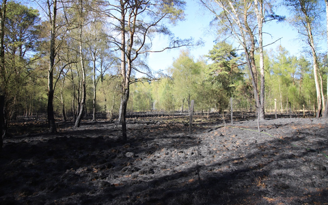 FW-SE: Erneut großer Wald- und Moorbrand im Kreis Segeberg - Foto: presseportal.de