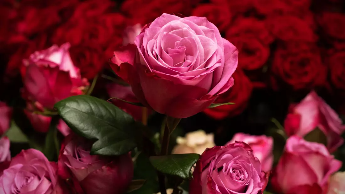 Die Rose ist die mit Abstand beliebteste Schnittblume in Deutschland. (Archivbild) - Bild: Soeren Stache/dpa