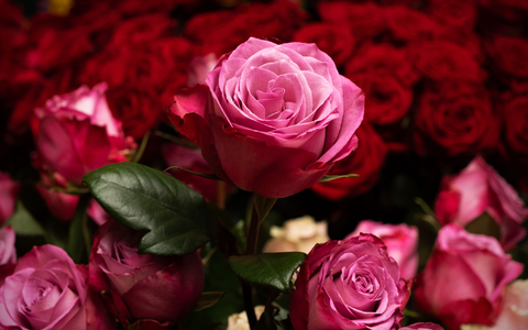 Die Rose ist die mit Abstand beliebteste Schnittblume in Deutschland. (Archivbild) - Foto: Soeren Stache/dpa