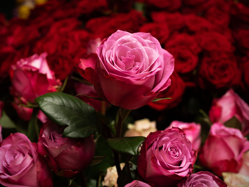 Die Rose ist die mit Abstand beliebteste Schnittblume in Deutschland. (Archivbild) - Foto: Soeren Stache/dpa
