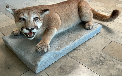 HZA-LA: Das Hauptzollamt Landshut stellt sich vor/ Zollinfotag - Karriere des Hauptzollamts Landshut am 9. Mai 2026 in Passau - Foto: presseportal.de