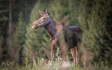 «Die große Elchwanderung» wird millionenfach gestreamt. - Foto: Anders Strömquist/Den stora älgvandringen/Sveriges Television/dpa
