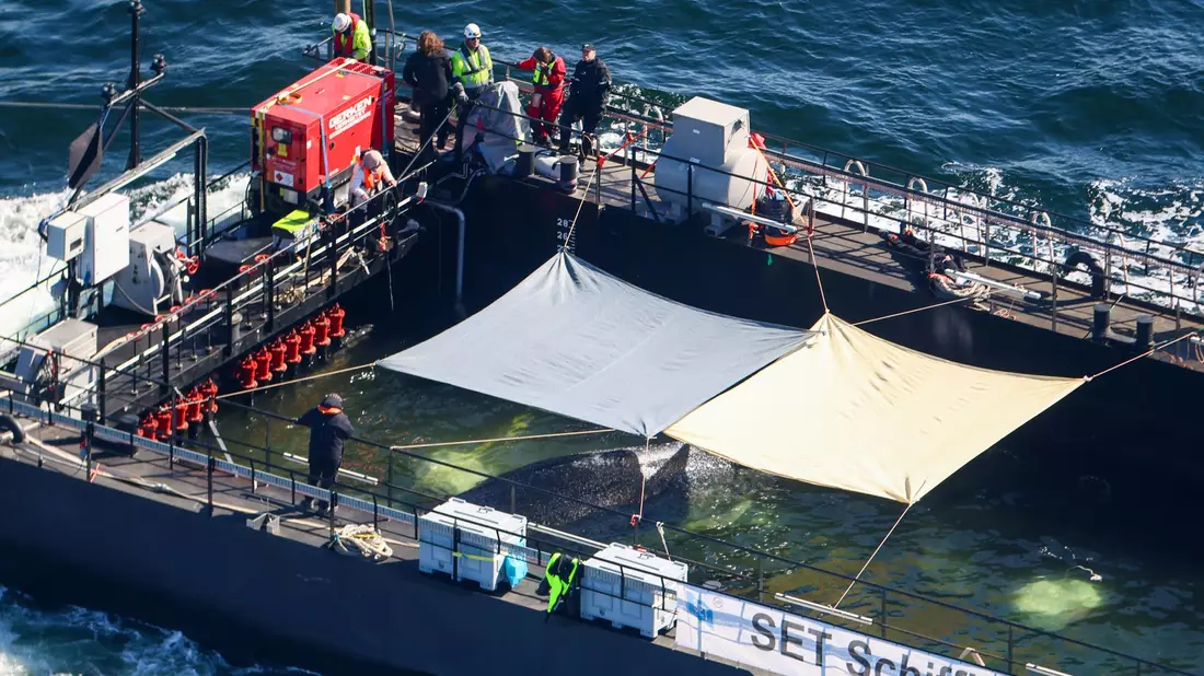 Der Wal soll in der Nordsee freigelassen werden. - Bild: Christoph Reichwein/dpa