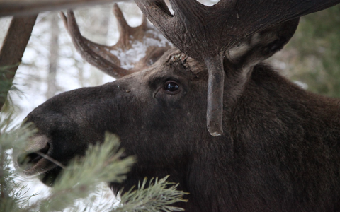 Elche gehören zu Schweden wie Abba, Ikea und Zimtschnecken. (Illustration) - Foto: Demy Becker/dpa