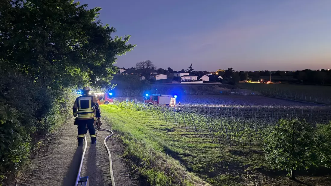 FW Weinheim: Feuer im Weinberg - Weinheimer Feuerwehr stoppt Flammen im Abendrot - Bild: presseportal.de