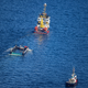 Das Transportschiff mit dem Wal ist seit mehreren Tagen unterwegs. - Foto: Christoph Reichwein/dpa
