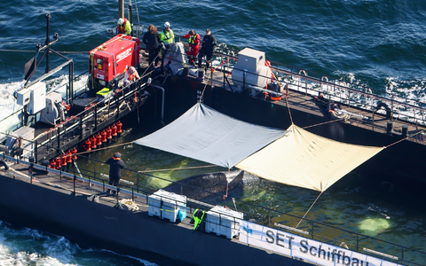Der Wal war wochenlang vor der Insel Poel gestrandet. - Foto: Christoph Reichwein/dpa