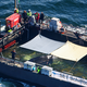 Der Wal war wochenlang vor der Insel Poel gestrandet. - Foto: Christoph Reichwein/dpa