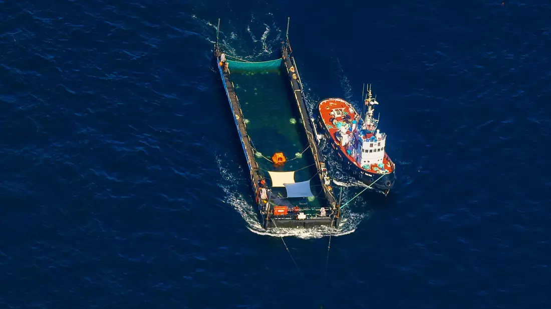 Das Transportschiff mit dem Wal ist seit mehreren Tagen unterwegs. - Bild: Christoph Reichwein/dpa