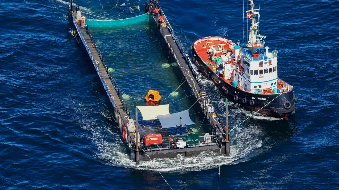 Der Buckelwal wurde in einer sogenannten Barge transportiert. - Bild: Christoph Reichwein/dpa