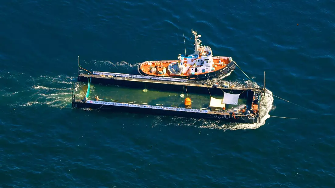 Der Buckelwal wurde in einer sogenannten Barge transportiert.  - Bild: Christoph Reichwein/dpa