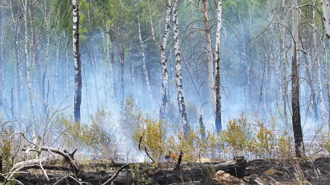 Der Waldbrand auf dem mit Kampfmitteln belasteten Gelände bei Jüterbog ist der bislang größte Waldbrand in dieser Saison in Brandenburg. - Bild: Michael Bahlo/dpa
