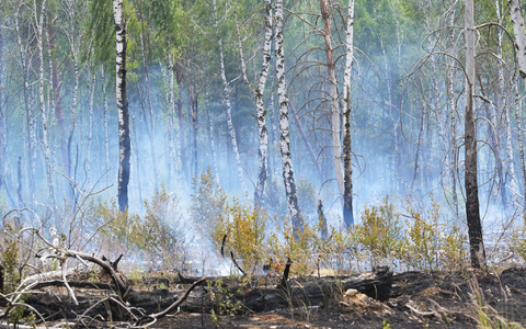 Der Waldbrand auf dem mit Kampfmitteln belasteten Gelände bei Jüterbog ist der bislang größte Waldbrand in dieser Saison in Brandenburg. - Foto: Michael Bahlo/dpa