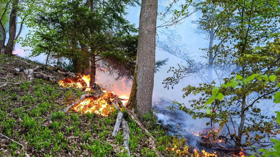 In Werdohl näherten sich die Flammen einer Wohnsiedlung, konnten aber gestoppt werden. - Bild: Alex Talash/dpa