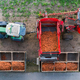 Die ökologisch bewirtschaftete Fläche wächst nur langsam. (Archivbild) - Foto: Julian Stratenschulte/dpa