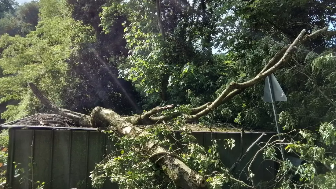 FW Weinheim: Baum stürzt teilweise auf Hütte und blckierte den Weg - Bild: presseportal.de