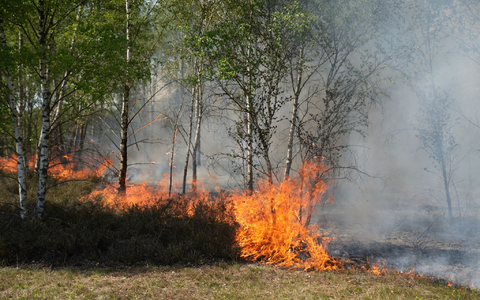Der Waldbrand in Jüterbog in Brandenburg breitet sich aus - Foto: Manuel Genolet/dpa