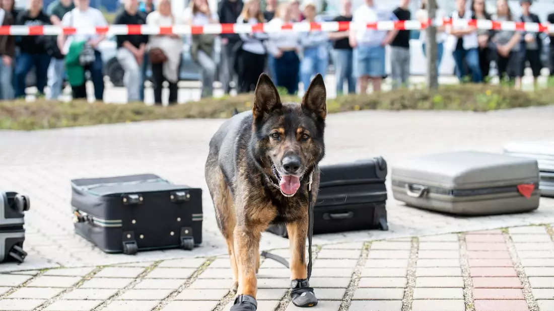 HZA-R: Kein Liebesbrief im Gepäck - Zollhund Cessy entdeckt zahlreiche Drogen / Zöllner der Kontrolleinheit Verkehrswege Furth im Wald stellten bei einer Zugkontrolle verschiedene Drogen sicher - Bild: presseportal.de