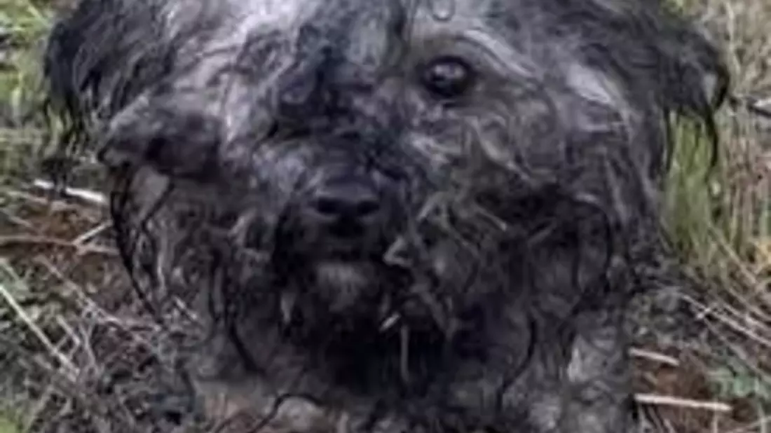 POL-PIWFB: Hund bei Thaleischweiler ausgesetzt - Bild: presseportal.de