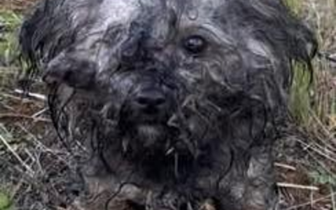 POL-PIWFB: Hund bei Thaleischweiler ausgesetzt - Foto: presseportal.de