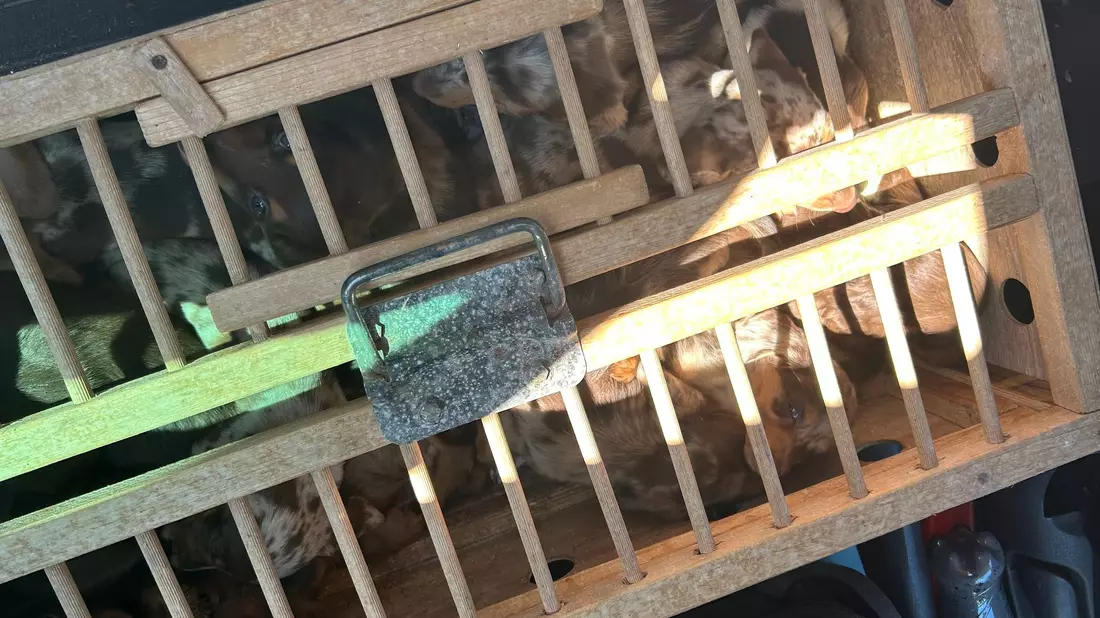 Viele der Tiere waren in einer Taubenbox eingesperrt.  - Bild: -/Hauptzollamt Braunschweig/dpa