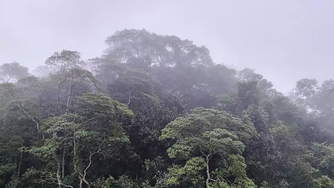 Brasilianischer Regenwald (Archiv) - Bild: via dts Nachrichtenagentur