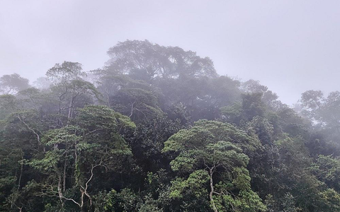 Brasilianischer Regenwald (Archiv) - Foto: via dts Nachrichtenagentur