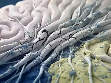 Myelinschäden: Neue Parkinson-Theorie erschüttert Hirnforschung - Foto: über boerse-global.de