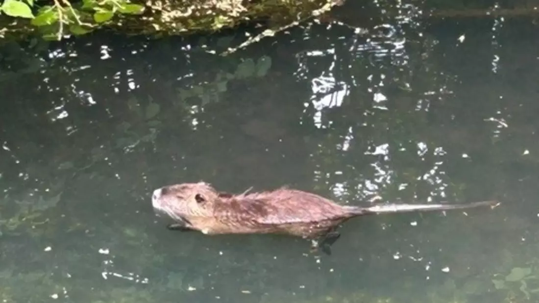 POL-PDLD: Hagenbach - Nutria verursacht Unfall - Bild: presseportal.de