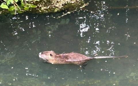 POL-PDLD: Hagenbach - Nutria verursacht Unfall - Foto: presseportal.de