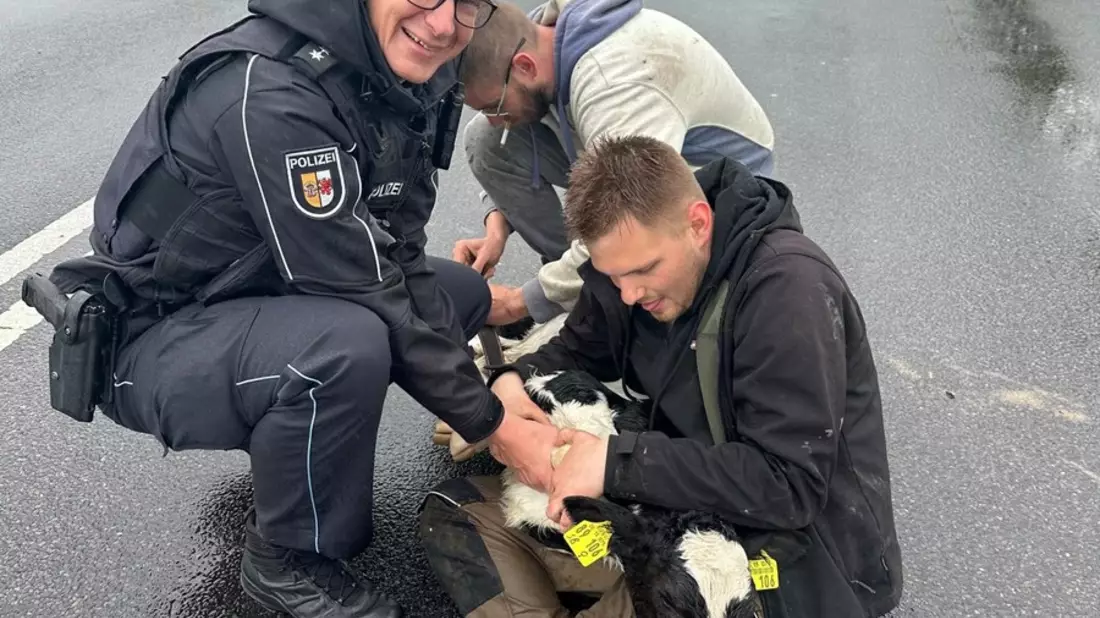 POL-NB: Bunte Meldung: Polizisten werden zum Kalb-Bändiger - Bild: presseportal.de