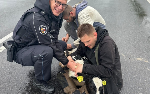 POL-NB: Bunte Meldung: Polizisten werden zum Kalb-Bändiger - Foto: presseportal.de