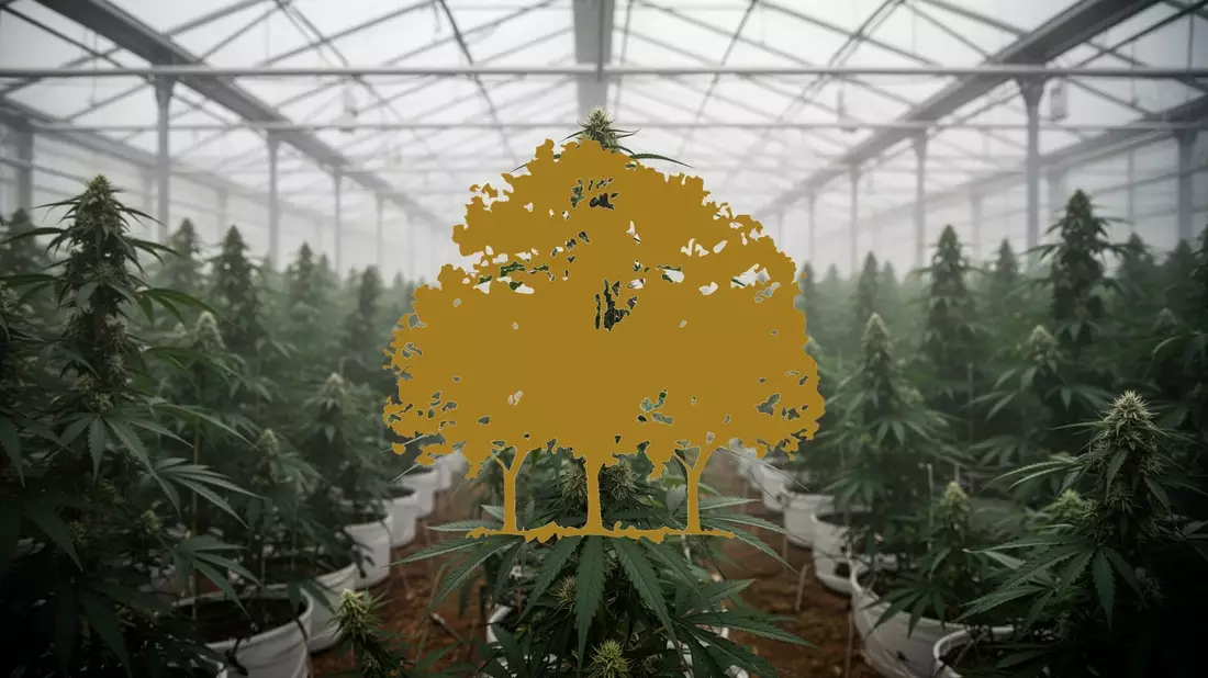 Canopy Growth: Durchschnittliches Volumen Illustration mit AI erstellt übermittelt durch boerse-global.de