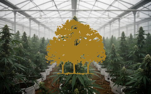 Canopy Growth: Durchschnittliches Volumen - Foto: über boerse-global.de