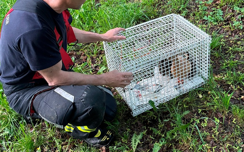 FW-M: Ein Herz für Enten (Berg am Laim) - Foto: presseportal.de